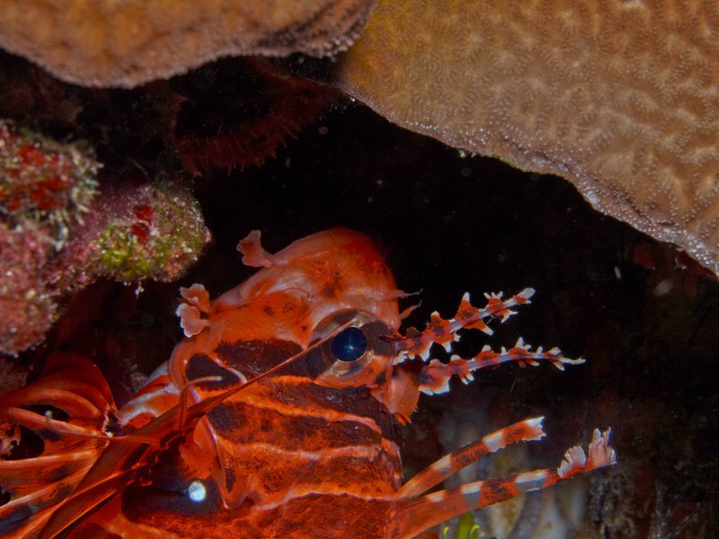 Lion Fish, Meno Wall